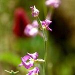 Matthiola longipetala Flor