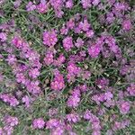 Gypsophila muralis Fula