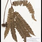 Lindsaea divaricata Лист