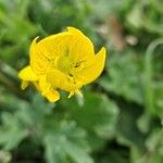 Ranunculus bulbosusFlower