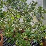 Ficus deltoidea عادت