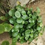 Hydrocotyle verticillata Leaf