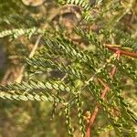 Acacia terminalis Foglia
