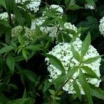 Hydrangea arborescens Habitus