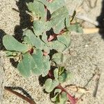 Euphorbia peplis Habit