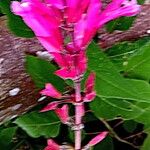 Salvia involucrata Flor