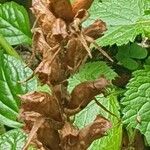 Orobanche flava Flower