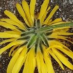 Crepis biennis Flower