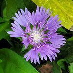 Stokesia laevis Flower