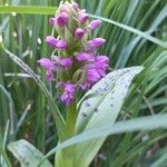 Dactylorhiza incarnata Blomst