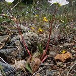 Lewisia oppositifolia 形态