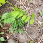 Vicia dumetorum Leaf