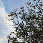 Cochlospermum regium Облик