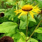 Inula magnifica Flower