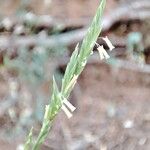 Brachypodium phoenicoides Blomst