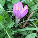 Colchicum cupanii Квітка