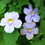 Thunbergia grandiflora Květ