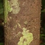 Lacmellea aculeata Kabuk