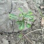 Phyllanthus amarus Feuille