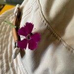 Dianthus scaber Virág