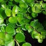 Peperomia rotundifolia Leaf