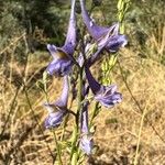 Delphinium gracile Floare