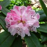 Rhododendron pachytrichum Λουλούδι