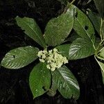 Psychotria luxurians Sonstige