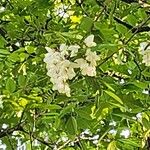 Robinia pseudoacacia Virág