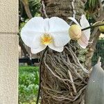 Phalaenopsis amabilis 花