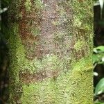 Eperua rubiginosa Corteza