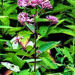 Eutrochium dubium Flower