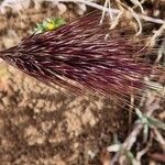 Bromus rubens Blomma