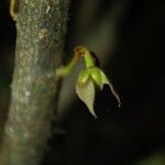 Neostenanthera neurosericea Flower