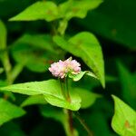 Persicaria nepalensis Blodyn