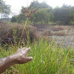 Cyperus ligularis Hábitos