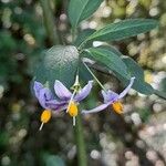 Solanum valdivienseফুল