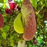 Aristolochia littoralis Flower