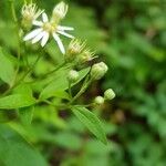 Doellingeria umbellata Blomma