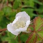 Rubus ferus