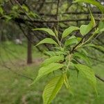 Prunus nigra Lehti