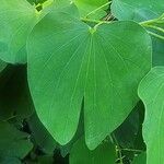 Bauhinia monandra Leaf