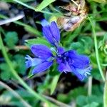 Polygala alpina Flor