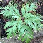 Geranium palmatum List