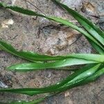 Ophioglossum pendulum Leaf