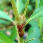 Persicaria mitis Frunză