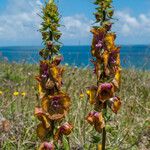 Verbascum bugulifolium Floro