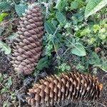 Picea abies Фрукт