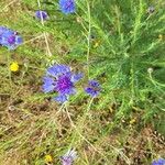Centaurea sulphurea Flor