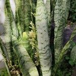 Sansevieria hyacinthoides Hoja